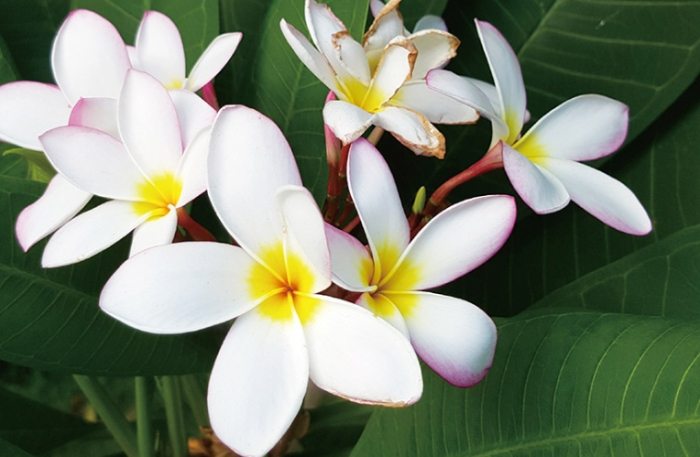 雞蛋花葉子變黃 雞蛋花葉子變黃