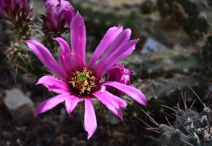 仙人掌多久浇一次水 仙人掌多久浇一次水
