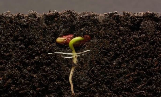 生根粉自製 生根粉自製