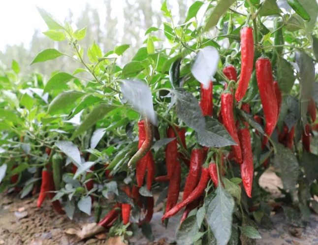 辣椒栽培溫度