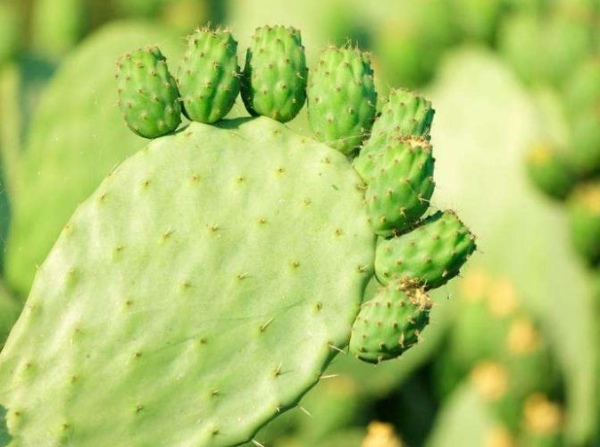 多肉植物介質 多肉植物介質