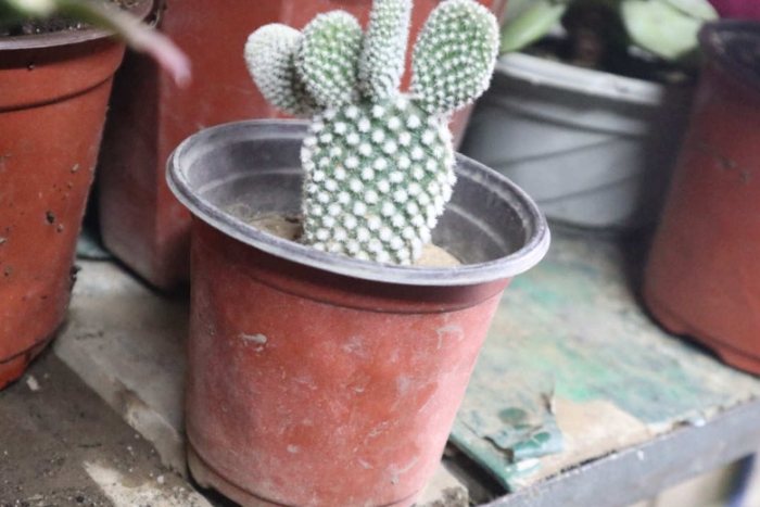 仙人掌變紅原因 仙人掌變紅原因