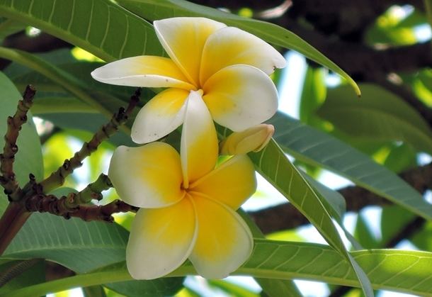 雞蛋花種植方法 雞蛋花種植方法