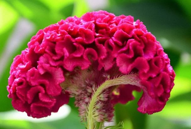 雞冠花種植 雞冠花種植