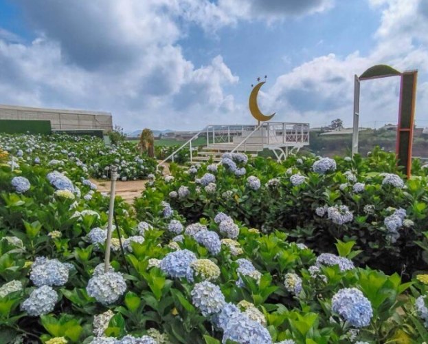 一年四季都開花的植物 一年四季都開花的植物