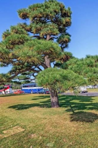 黑松種植日照管理 黑松種植日照管理