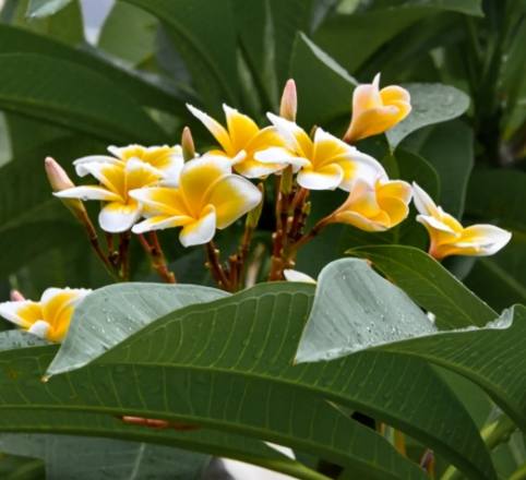 雞蛋花防風方法 雞蛋花防風方法