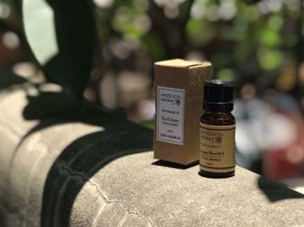 白玉蘭葉精油功效 白玉蘭葉精油功效