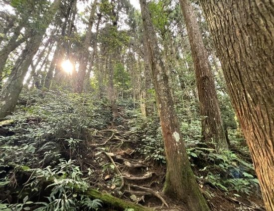 金柑樹山體能需求 金柑樹山體能需求