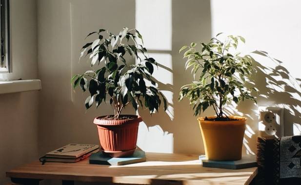 仙人掌換盆季節