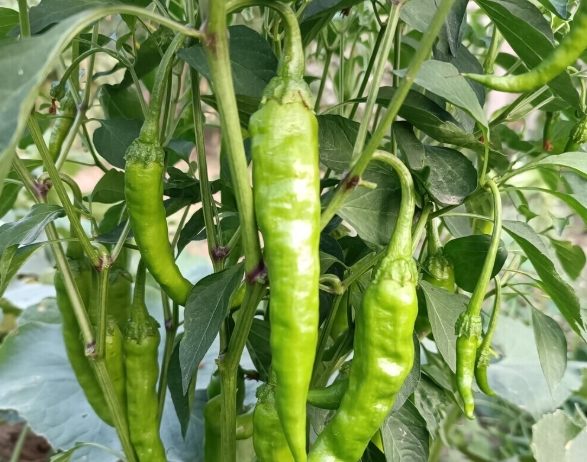 辣椒開花期