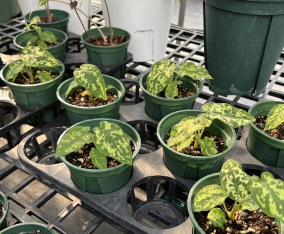 龍爪植物種植 龍爪植物種植