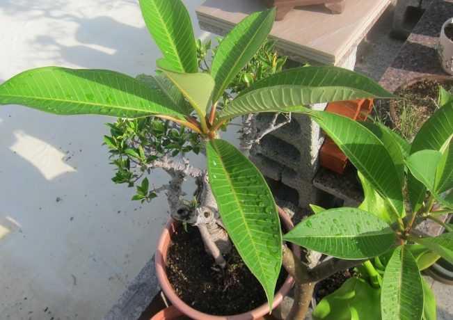 雞蛋花種植 雞蛋花種植