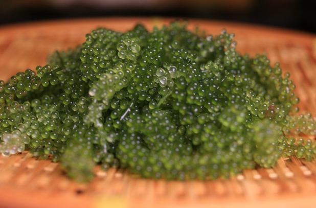 海葡萄耐曬 海葡萄耐曬