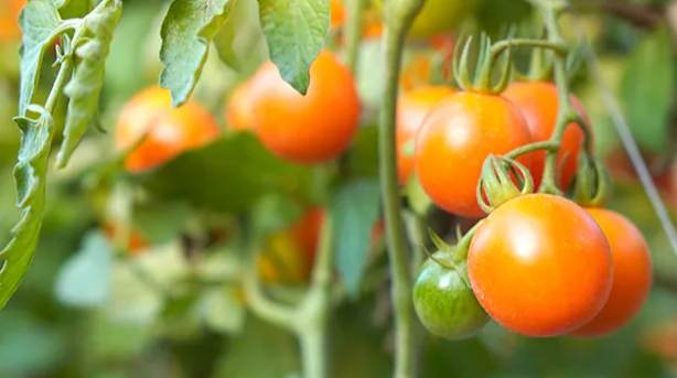 黃金番茄種植