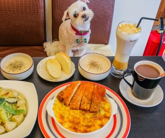 台南寵物友善晚餐