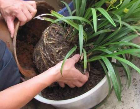 長壽梅養護技巧