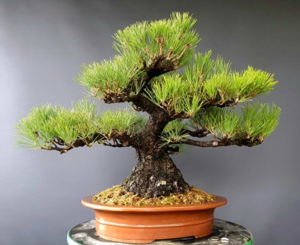 黑松盆景 黑松盆景