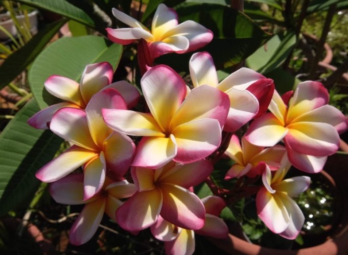 雞蛋花照顧 雞蛋花照顧