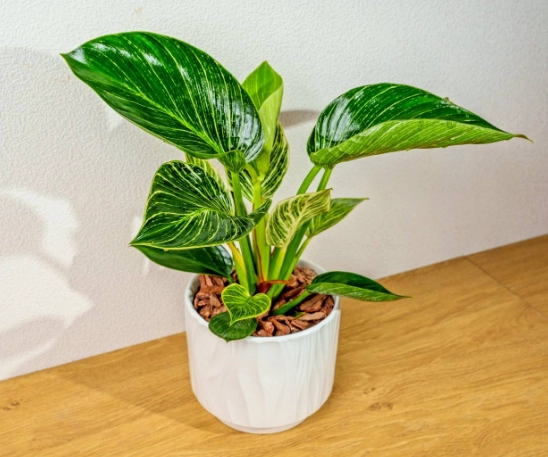 鉑金蔓綠絨葉子變黑