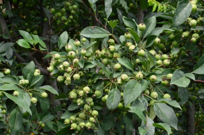 海棠果功效 海棠果功效