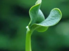 植物人格特質 植物人格特質