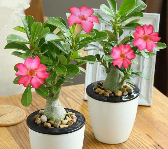 沙漠玫瑰養護 沙漠玫瑰養護