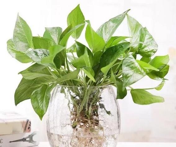 黃金葛根黑使用