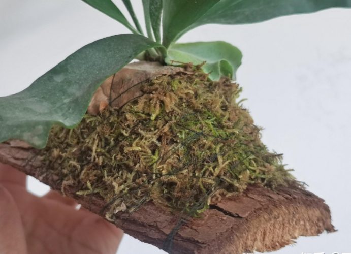 鹿角蕨水苔更換