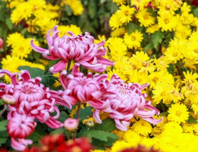 牡丹菊開花時間