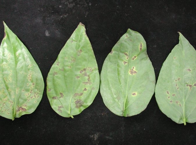 常春藤病害防治