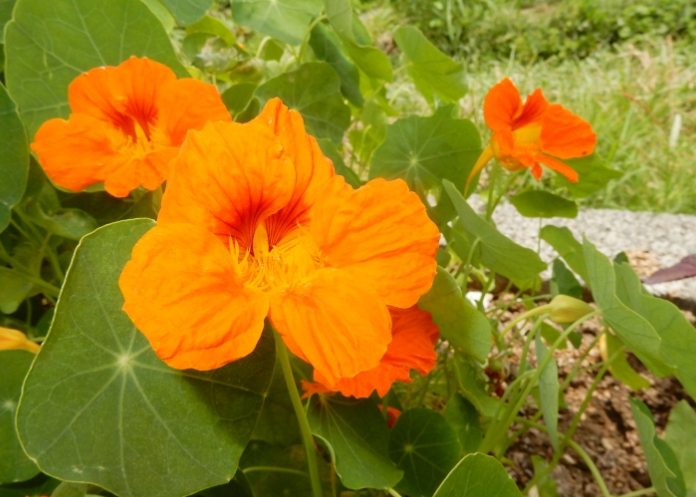 國華街小吃推薦