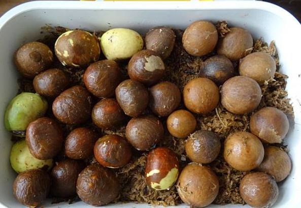 福木種子發芽方法