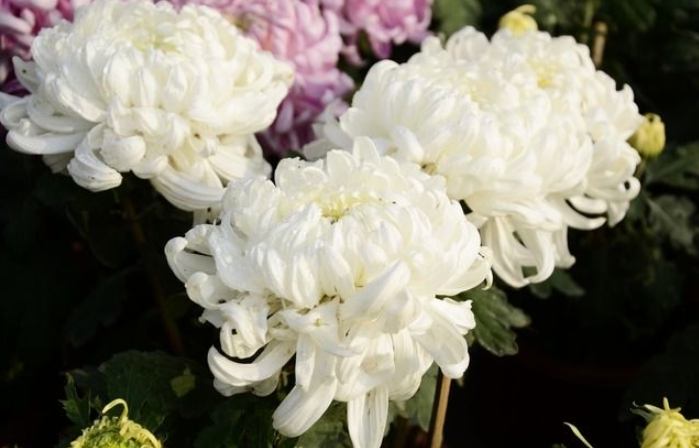 牡丹菊開花時間