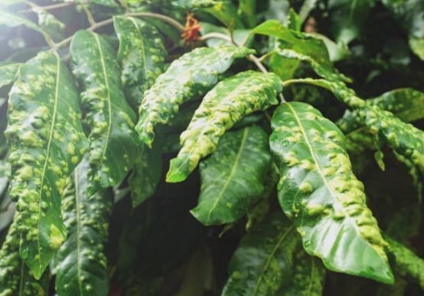 常春藤病害防治