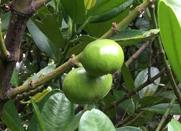 福木育苗常見問題