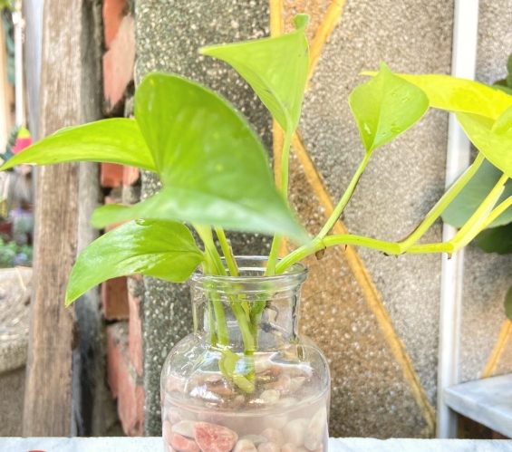 黃金葛修剪時機