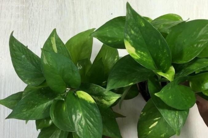 黃金葛氣根修剪方法