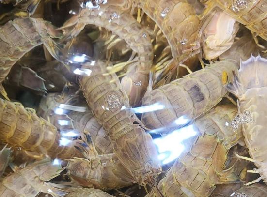 皮皮蝦清蒸做法