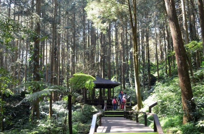 奮起湖駕駛技巧