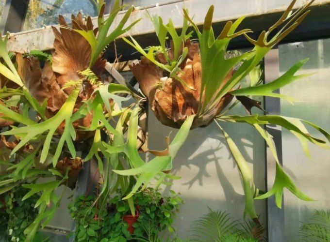 鹿角蕨水苔更換