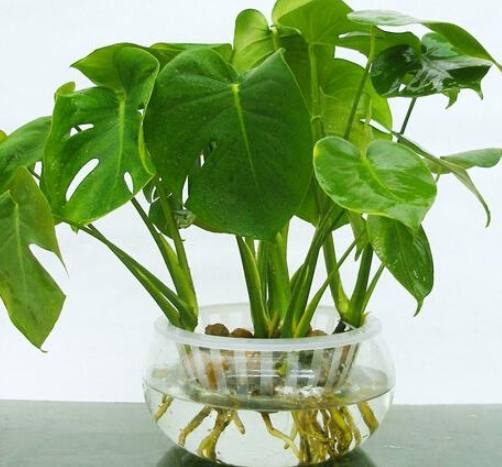 水耕植物養護