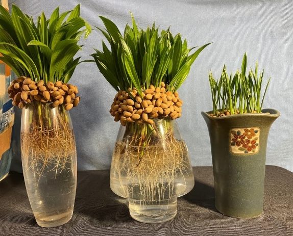 福木種子處理技巧