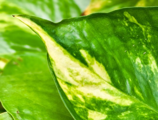 黃金葛修剪時機