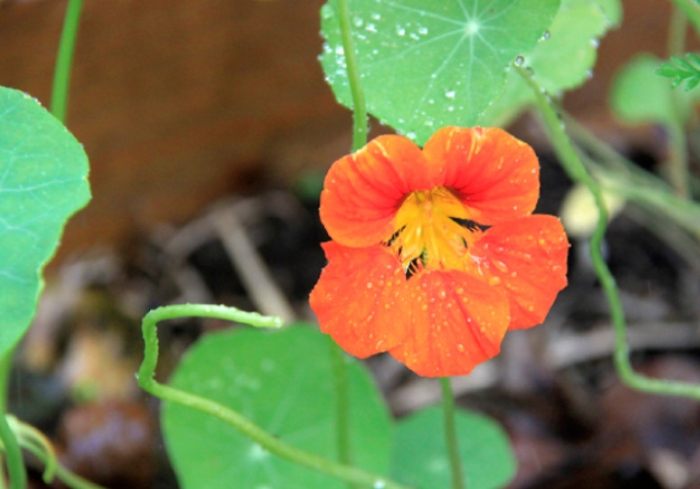台南國華街美食