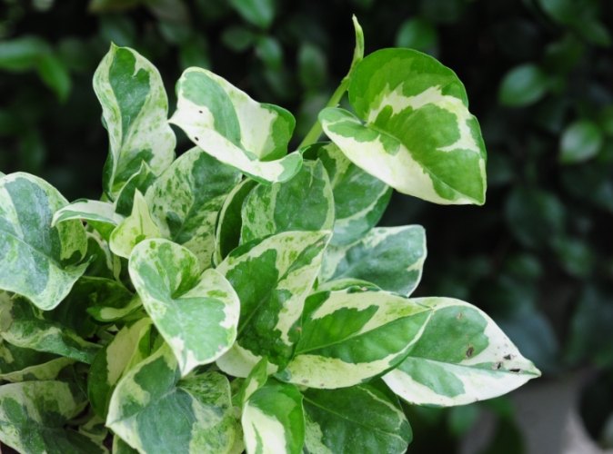 黃金葛根黑功效