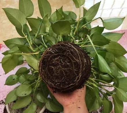 黃金葛氣根修剪方法