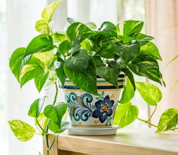 黃金葛修剪時機