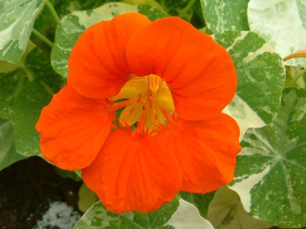 金蓮花使用注意事項