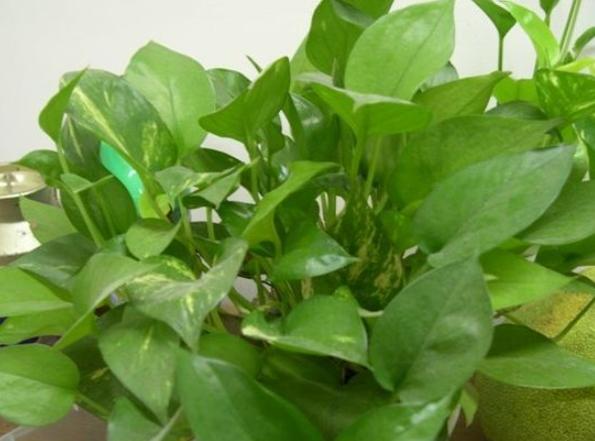 黃金葛氣根修剪方法